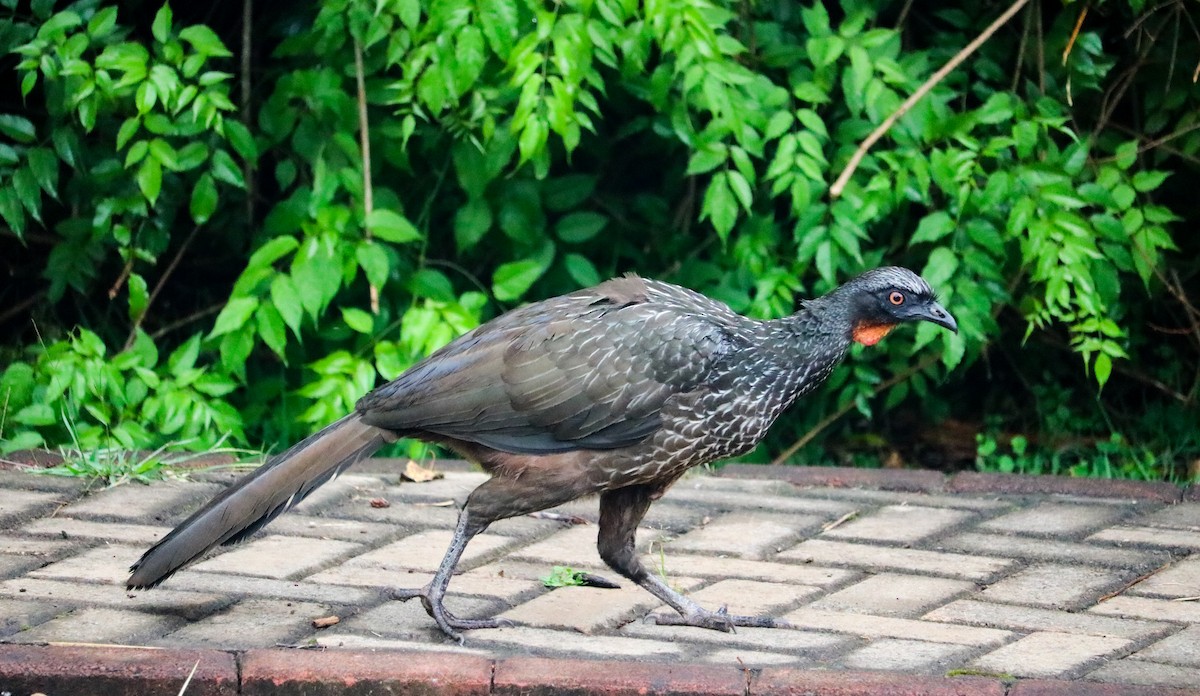 Dusky-legged Guan - ML646708577