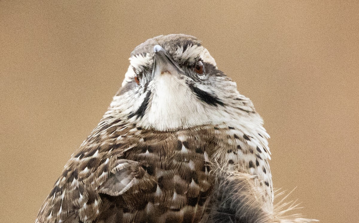 Spotted Wren - ML646708578