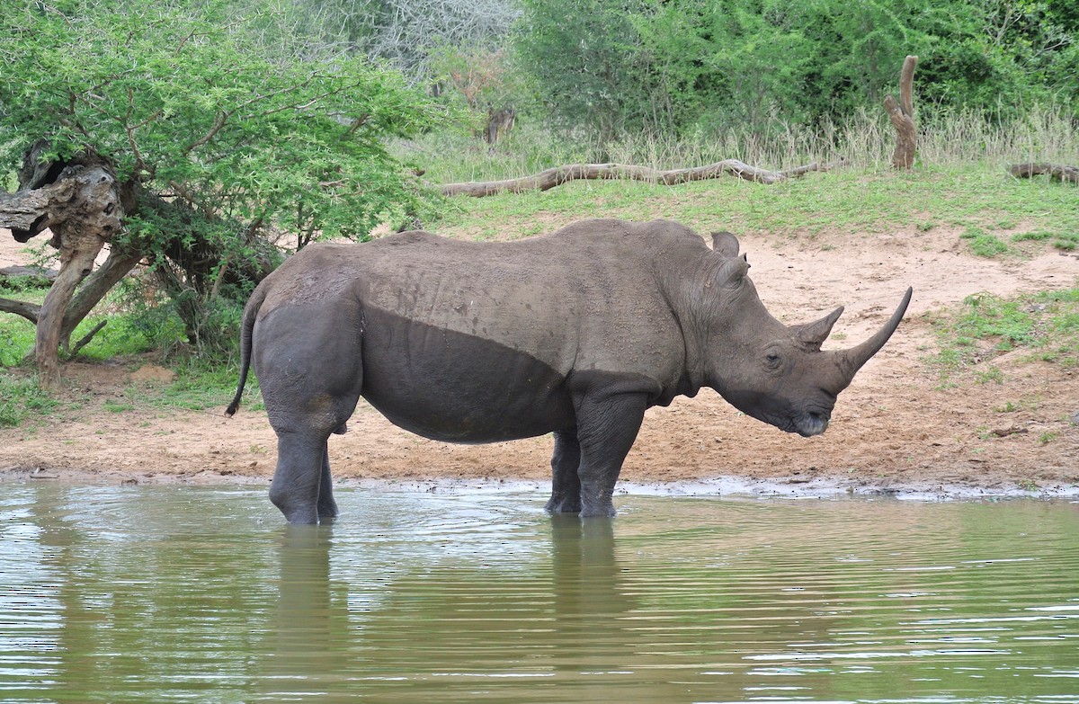 Mammals - ML646708581