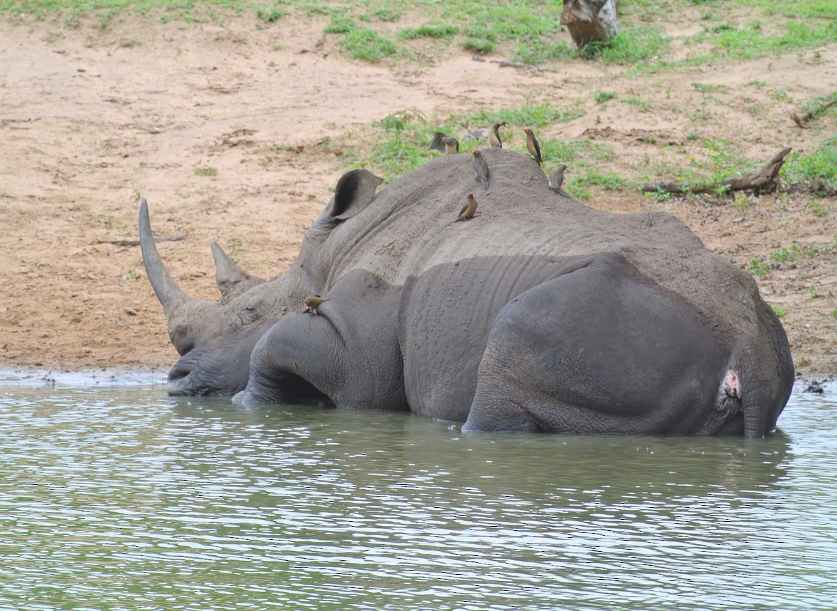 Southern White Rhinoceros - ML646708582