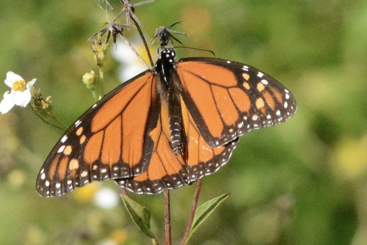 Animals - ML646708584