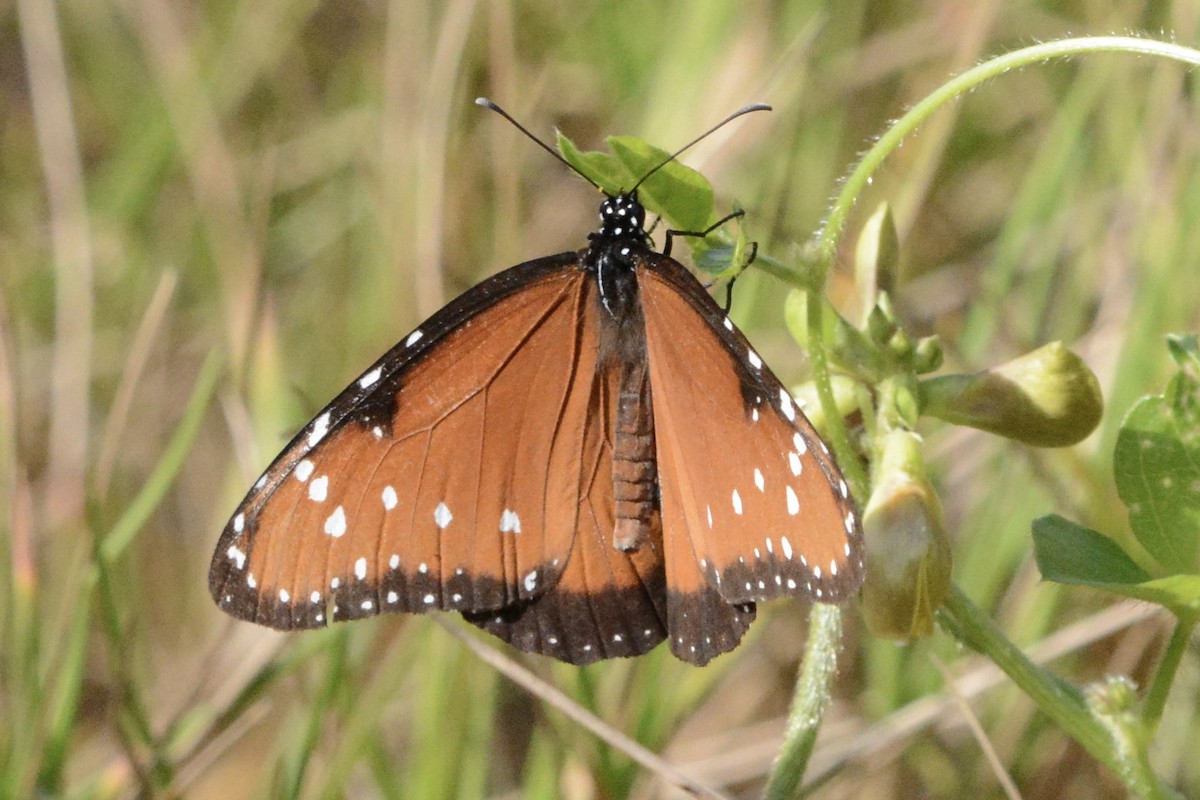 Animals - ML646708585