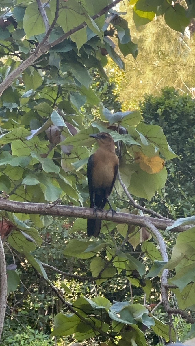 Гракл прибережний - ML646708586