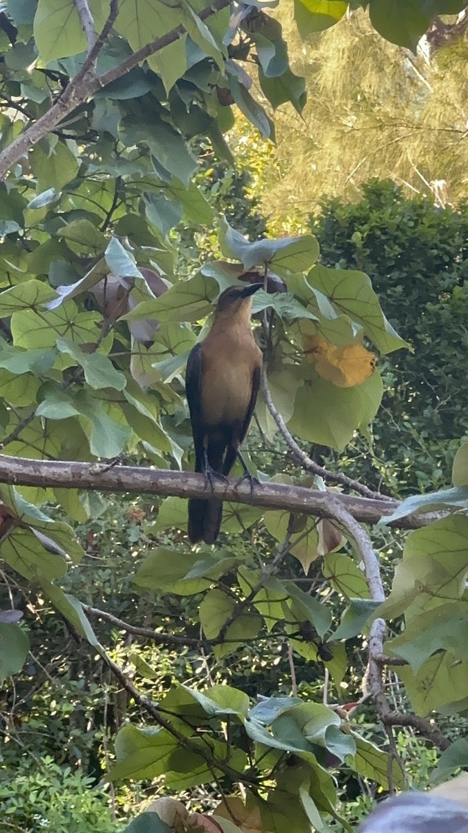 Гракл прибережний - ML646708587