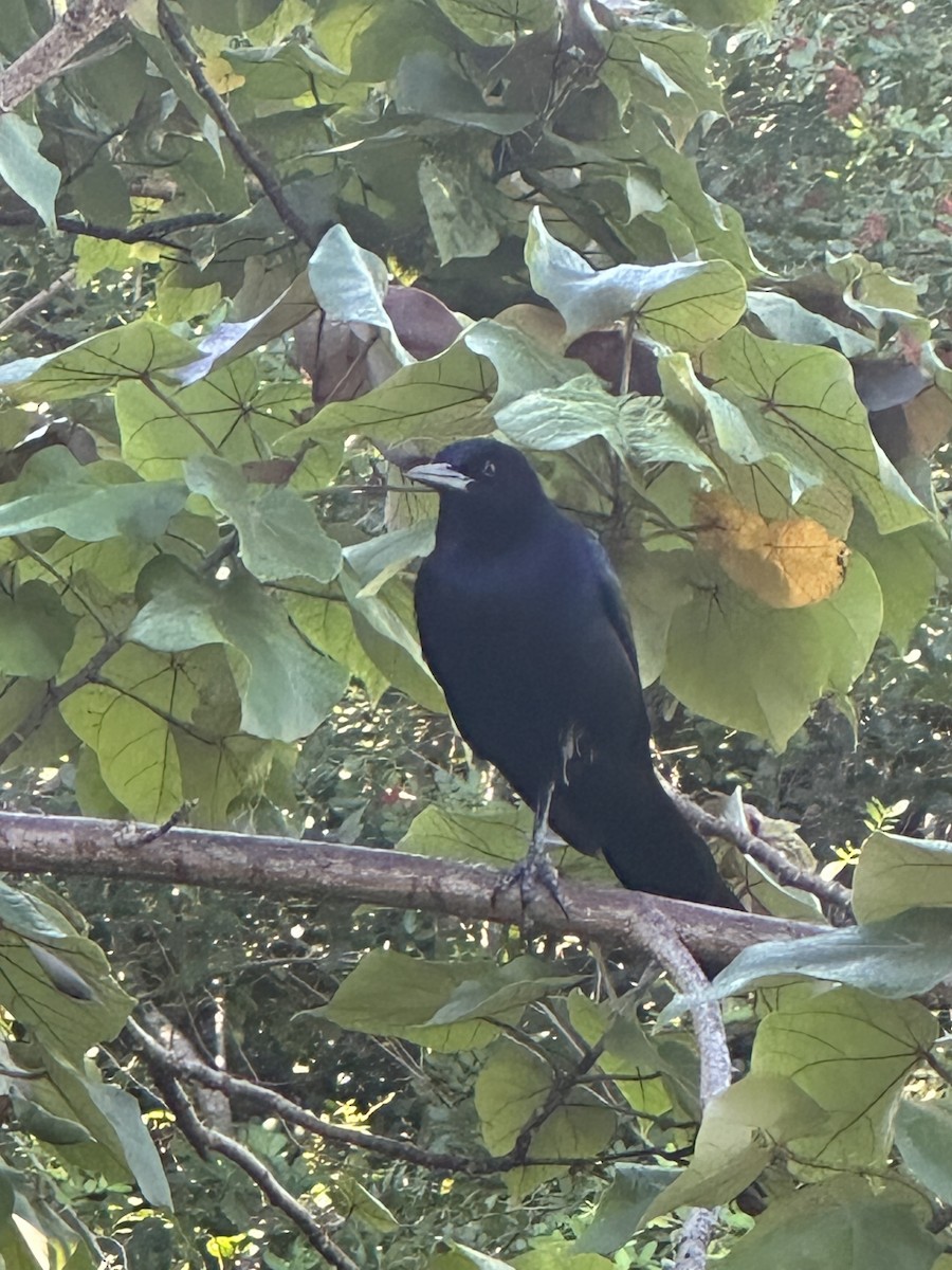 Гракл прибережний - ML646708588