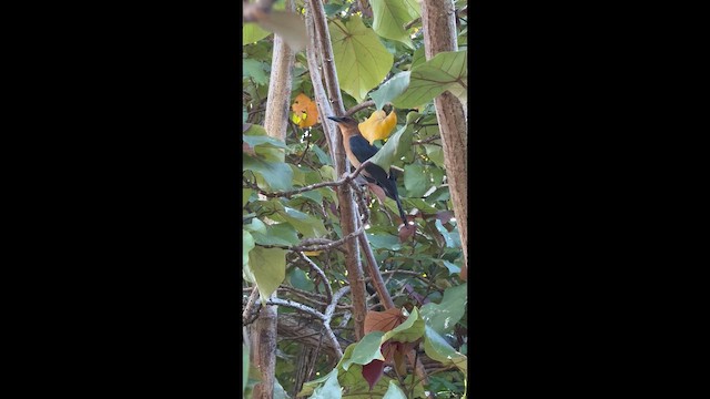 Гракл прибережний - ML646708589