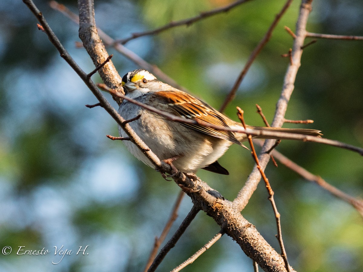 White-throated Sparrow - ML646708590