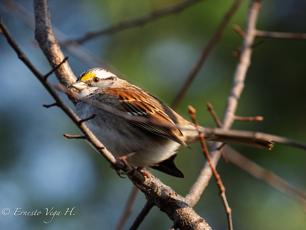 White-throated Sparrow - ML646708591