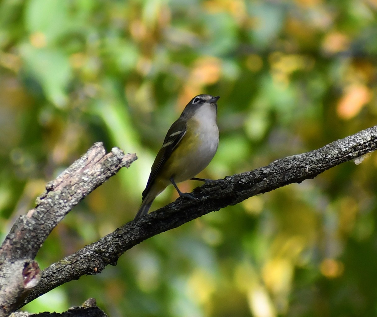 Blue-headed Vireo - ML646708594