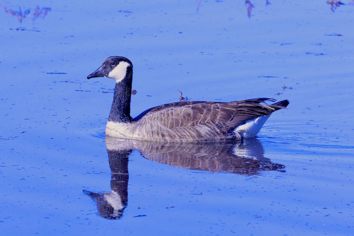Canada Goose - ML646708595