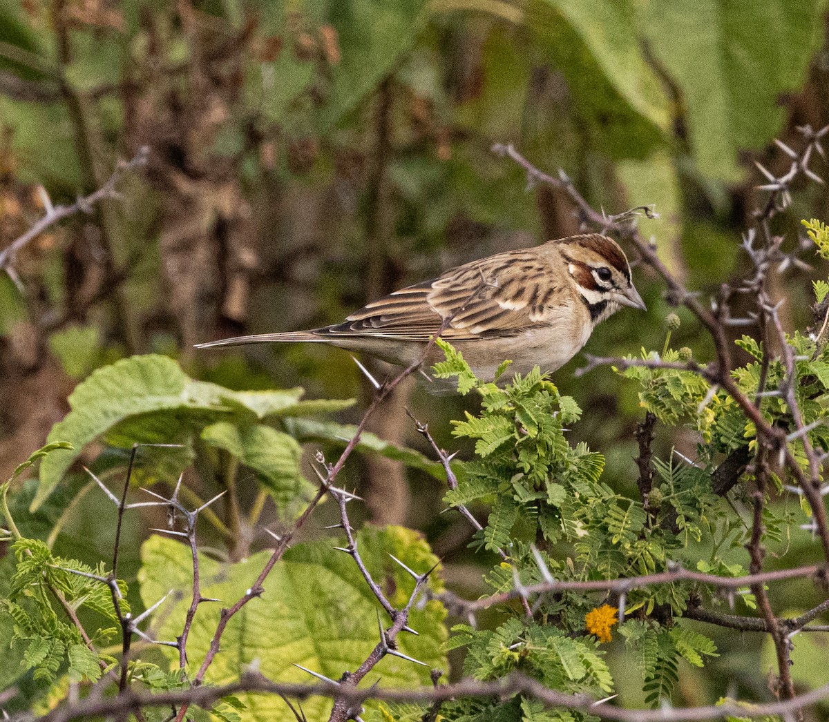 גיבתונית לבנת-גבה - ML646708607