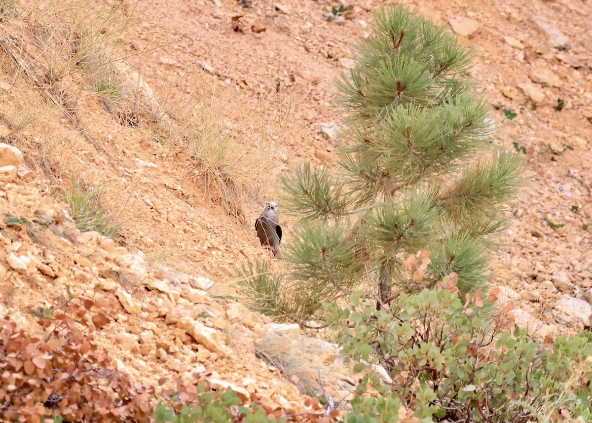 Clark's Nutcracker - ML646708609