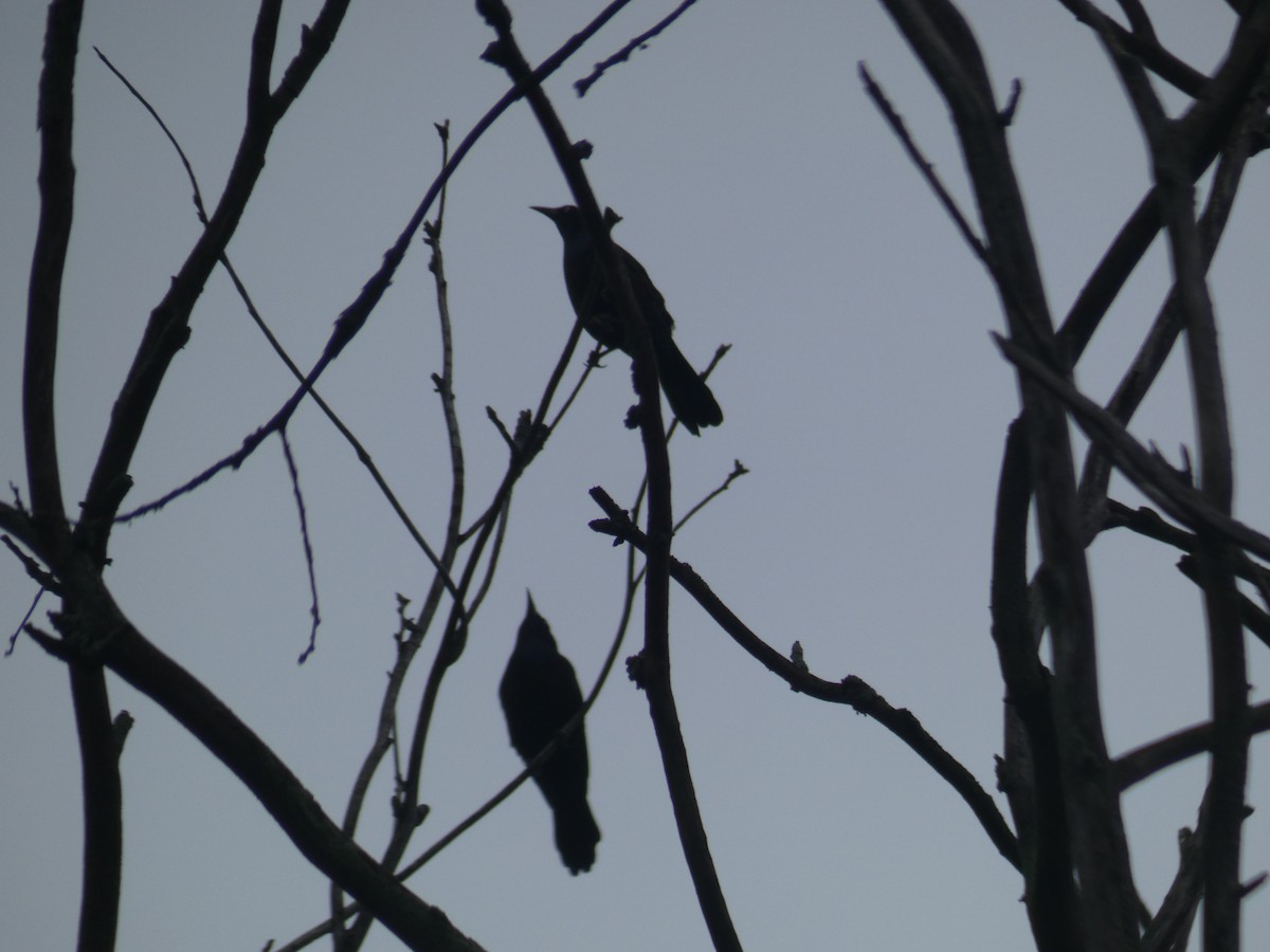 Purpurgrackel - ML646708610