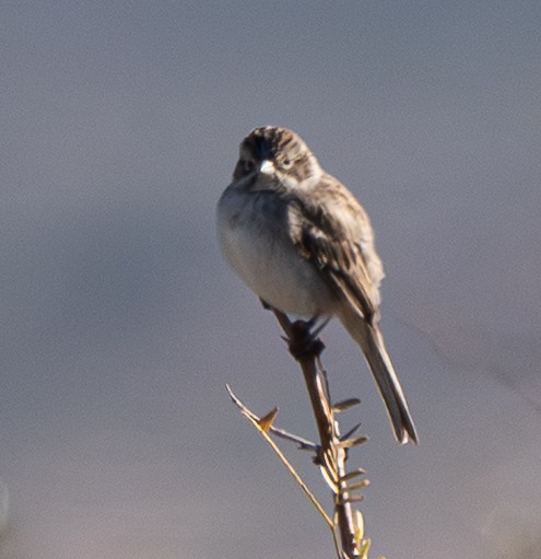 Brewer's Sparrow - ML646708615