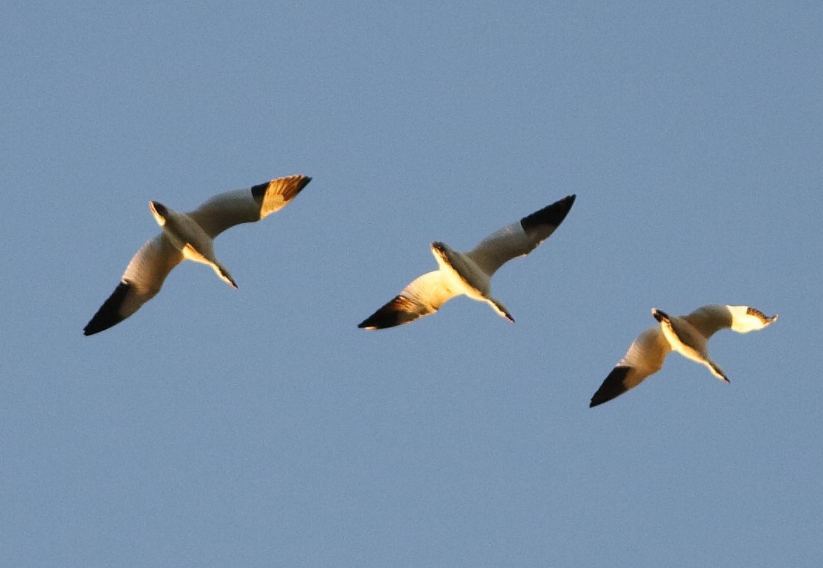 Snow Goose - ML646708616