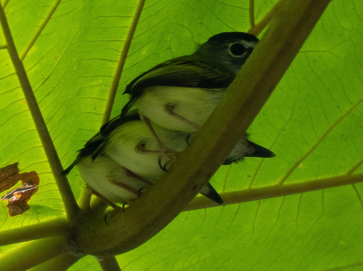 Black-capped Pygmy-Tyrant - ML646708620