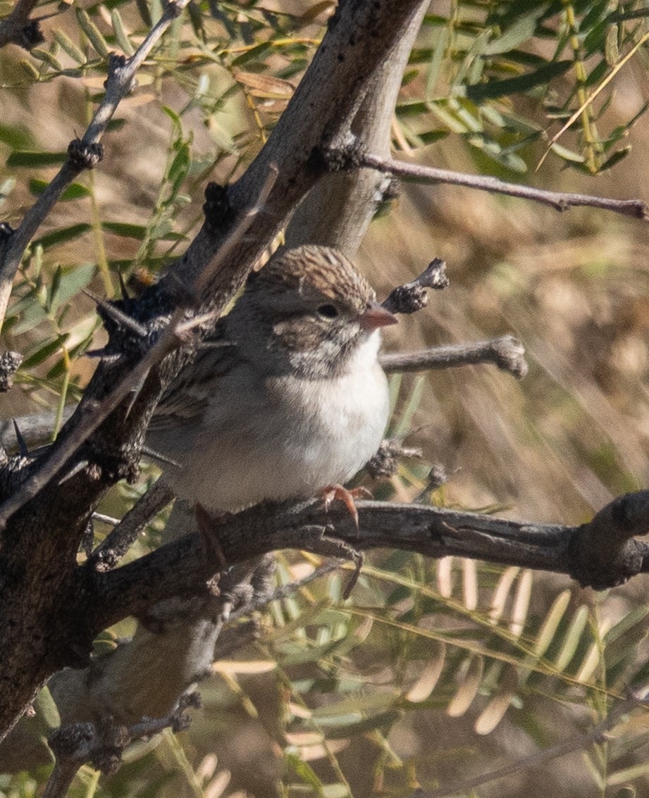 Brewer's Sparrow - ML646708621