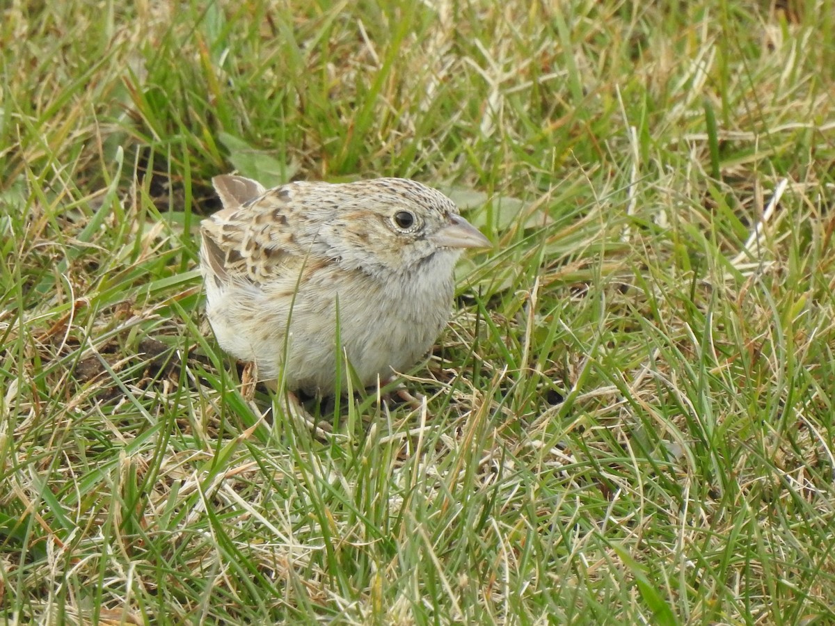 Cassinammer - ML646708623