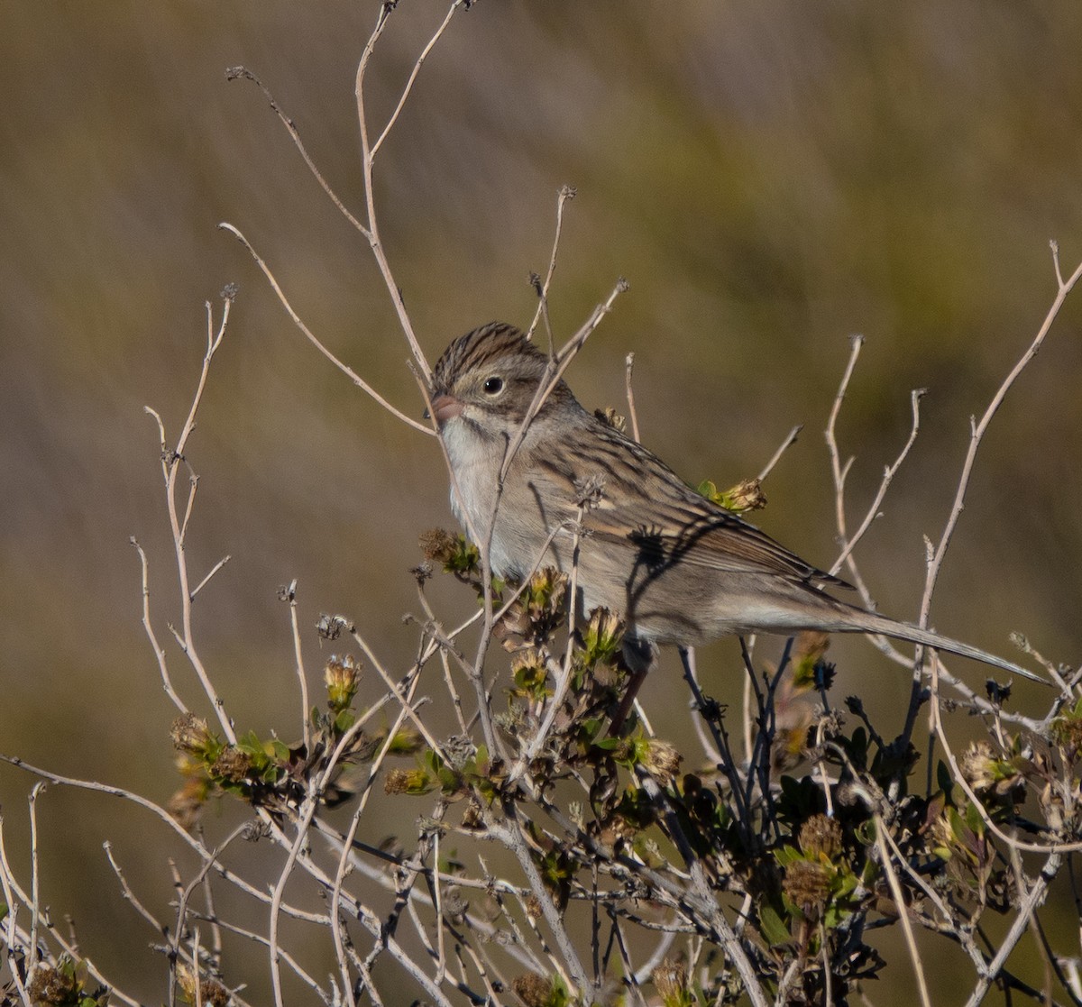 Brewer's Sparrow - ML646708624
