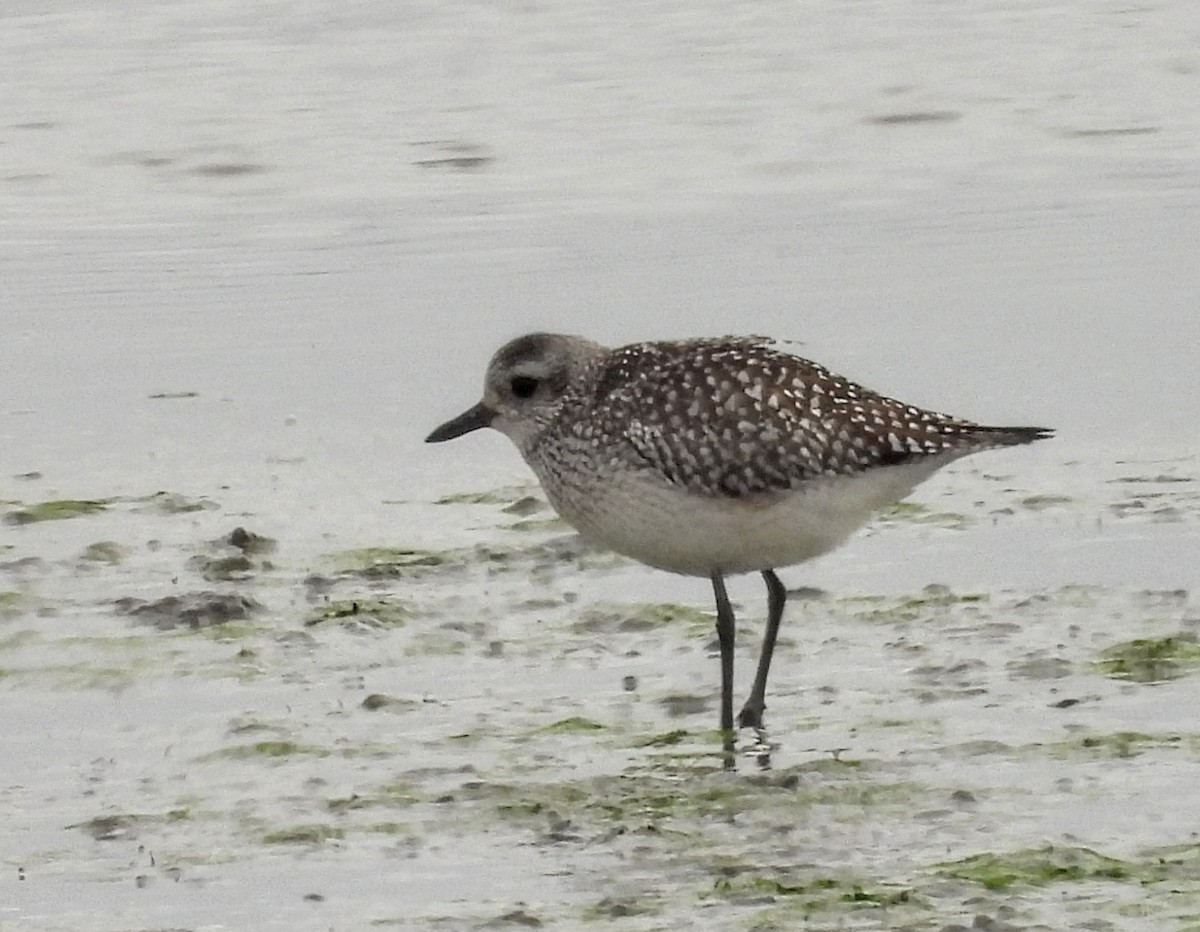 Black-bellied Plover - ML646708633