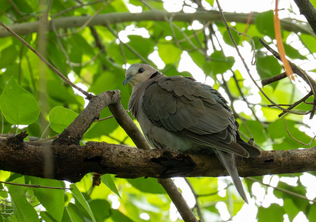 Ring-necked Dove - ML646708634