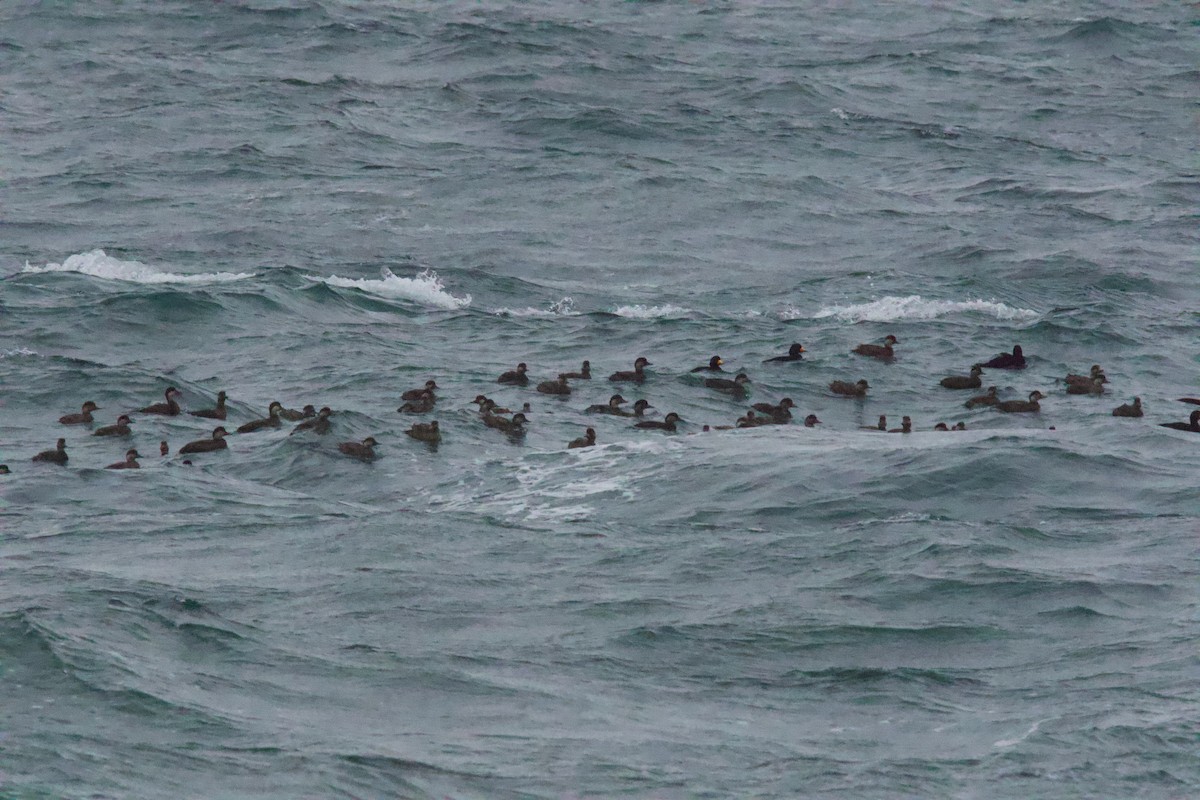 Black Scoter - ML646708635