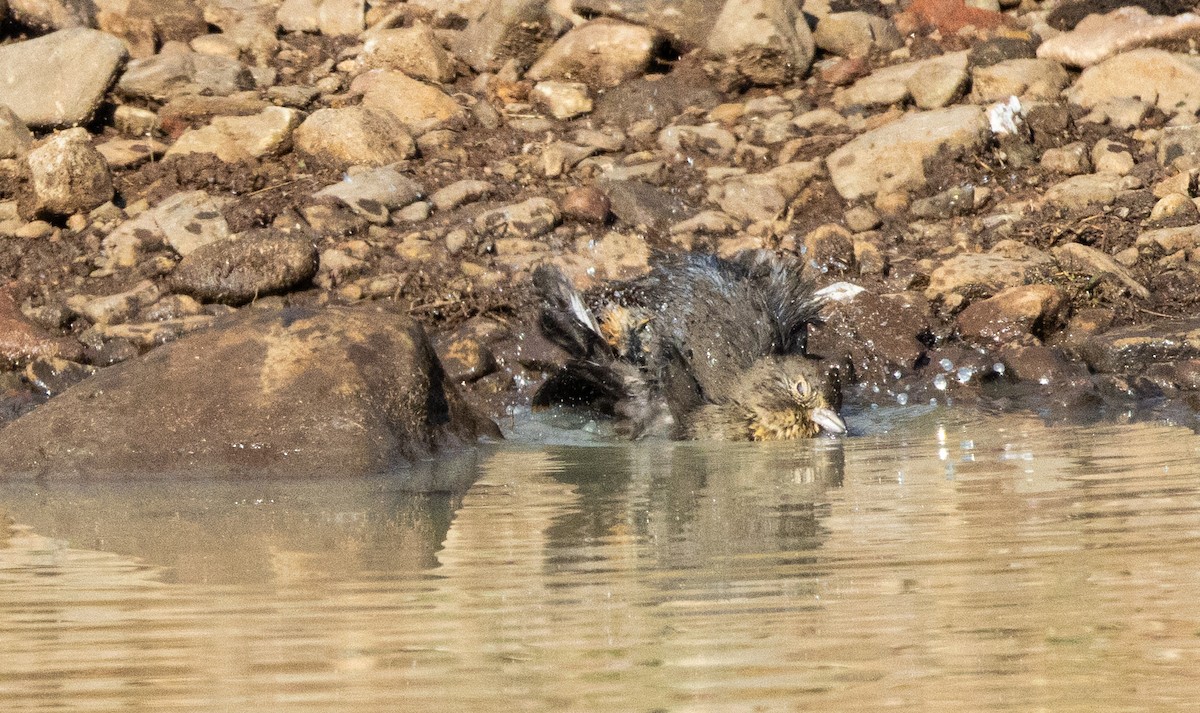 Canyon Towhee - ML646708650