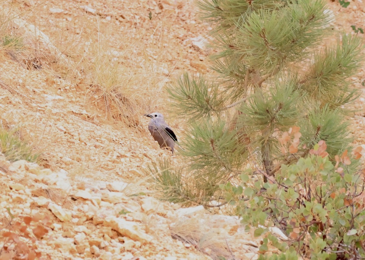 Clark's Nutcracker - ML646708652