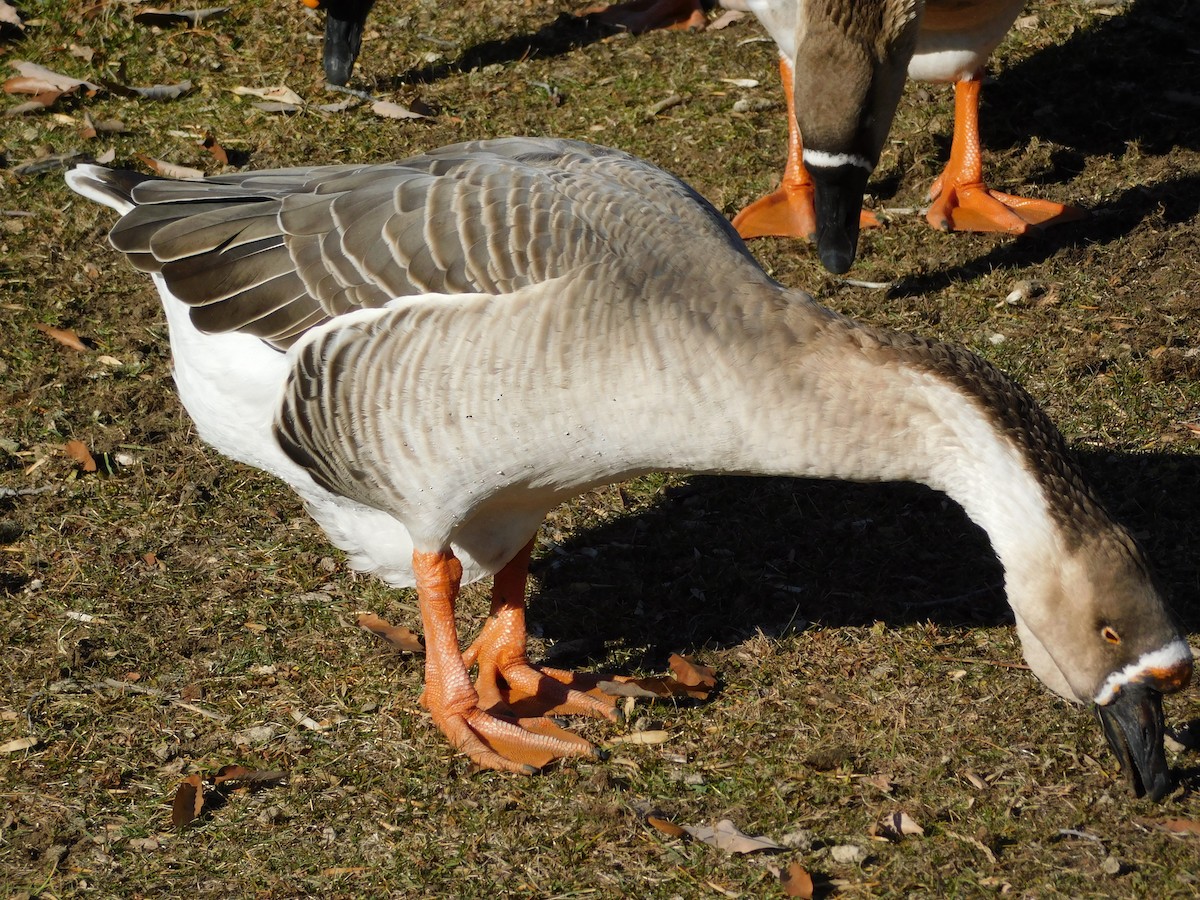 Ánsar Cisnal (variedad doméstica) - ML646708653