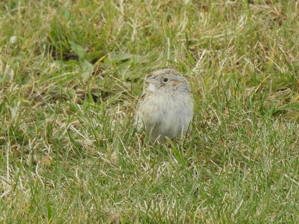 Cassinammer - ML646708654