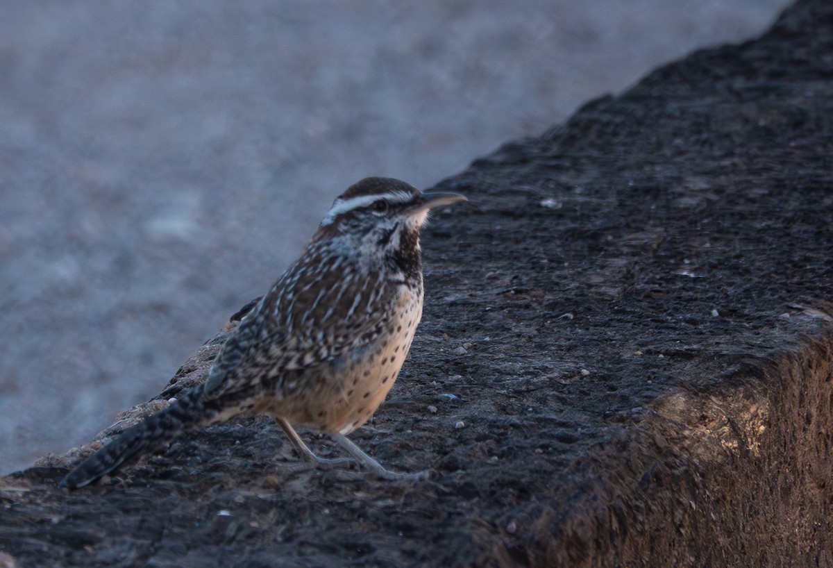 Cactus Wren - ML646708655