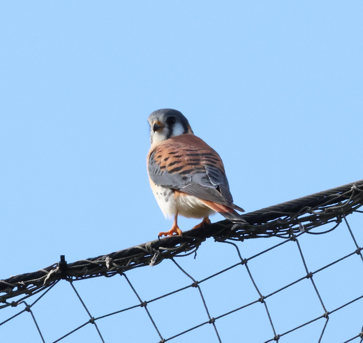 American Kestrel - ML646708656