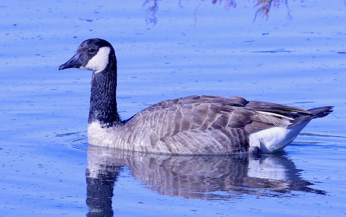 Canada Goose - ML646708657