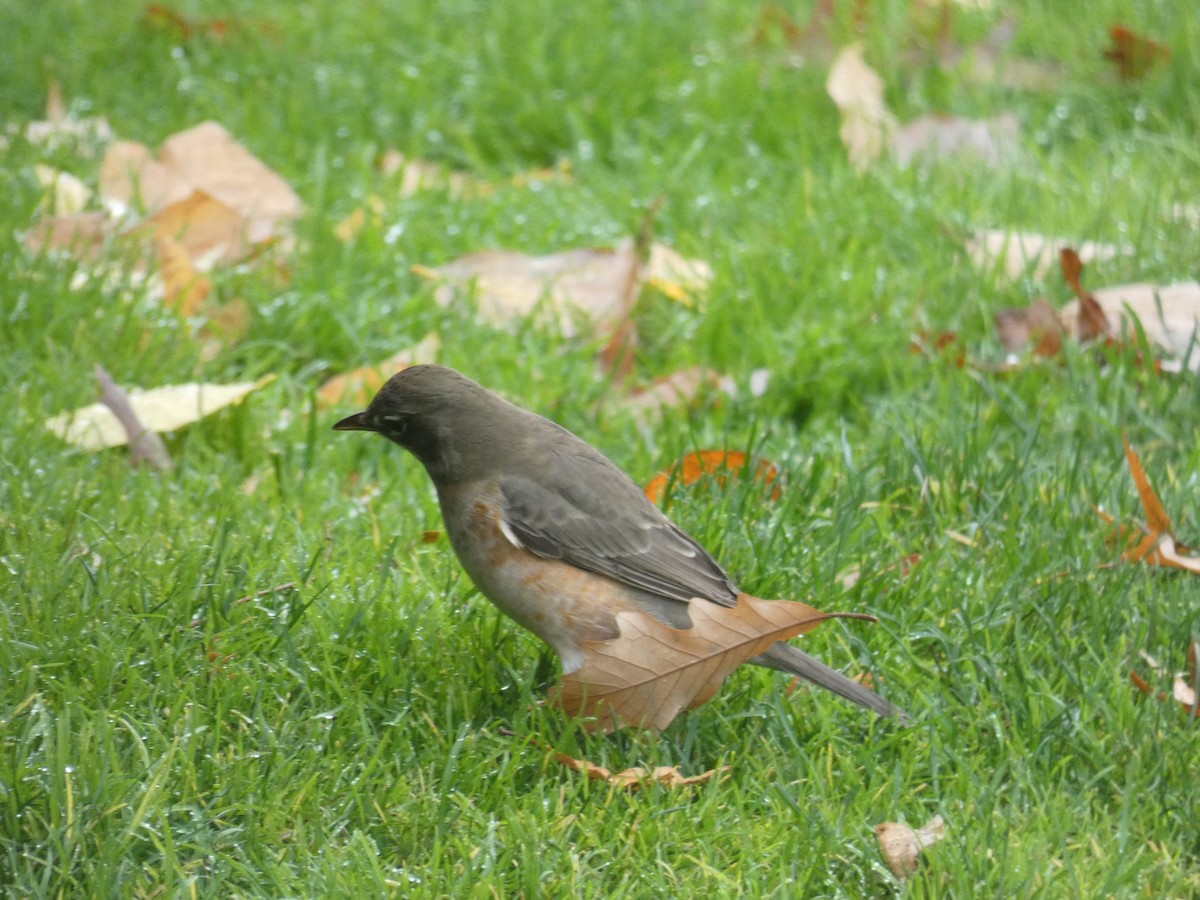 American Robin - ML646708659