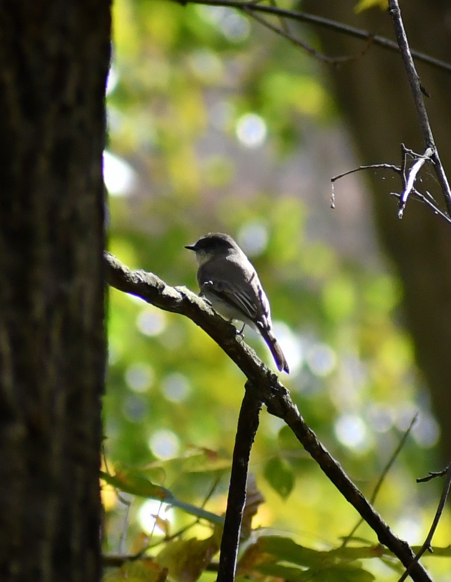 Eastern Phoebe - ML646708660