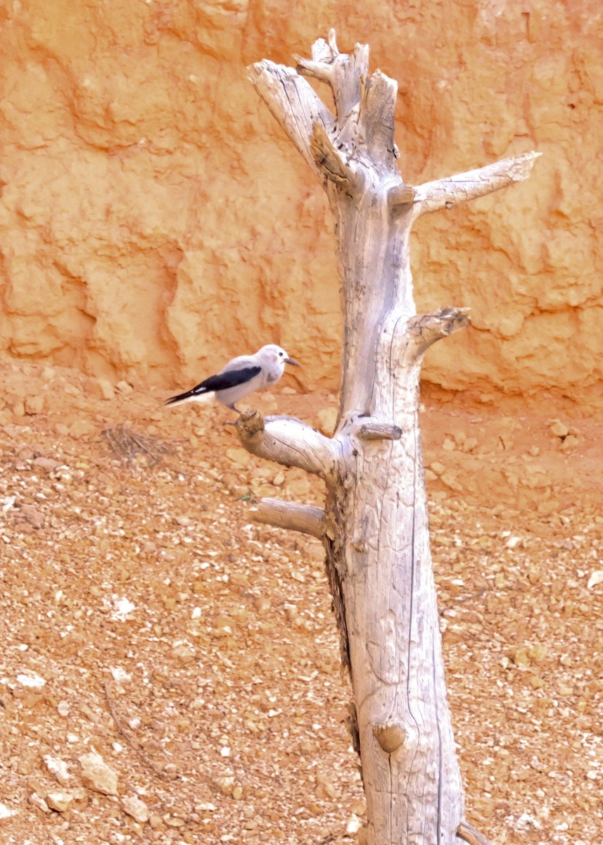 Clark's Nutcracker - ML646708661