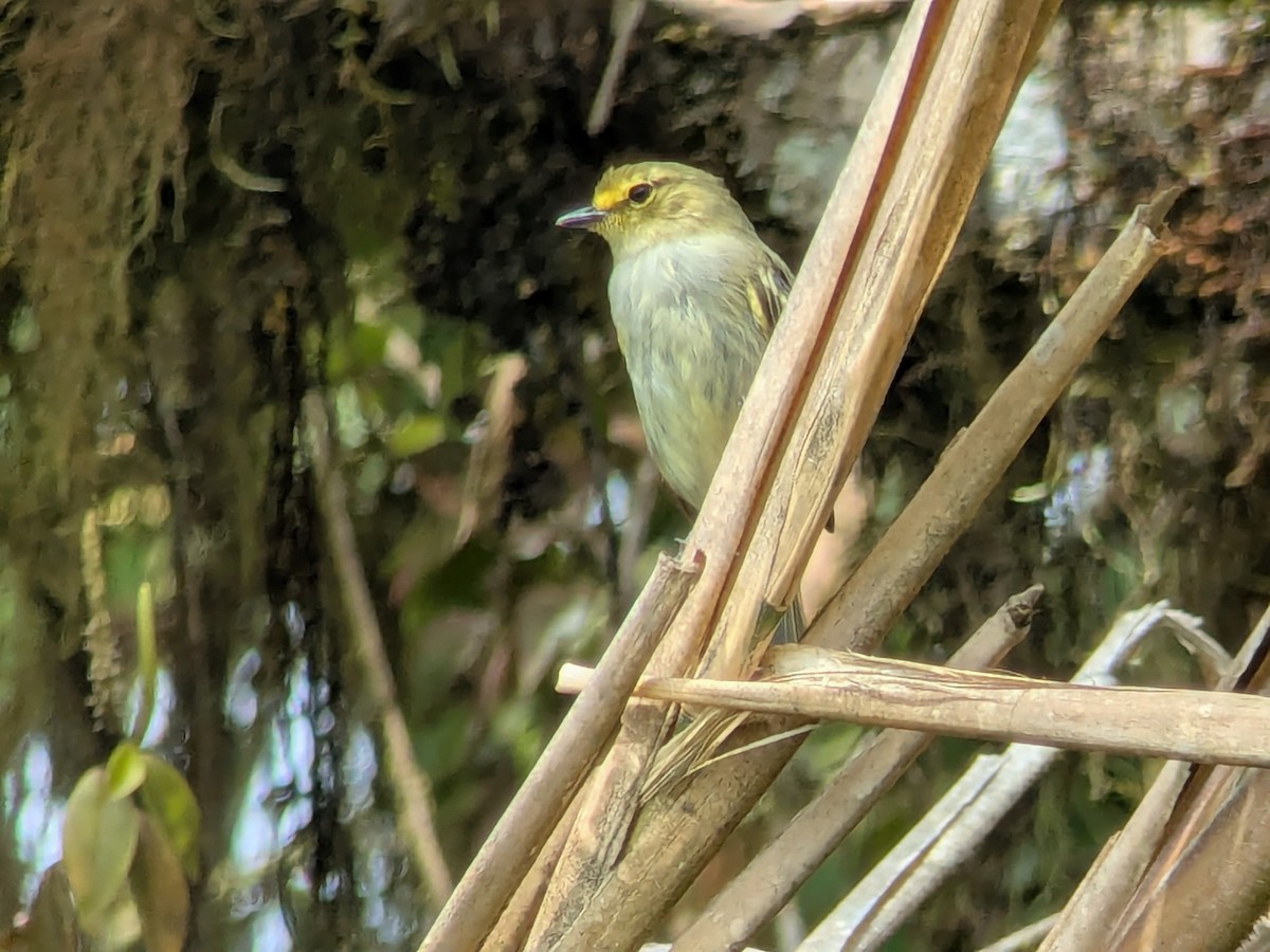 Golden-faced Tyrannulet - ML646708662