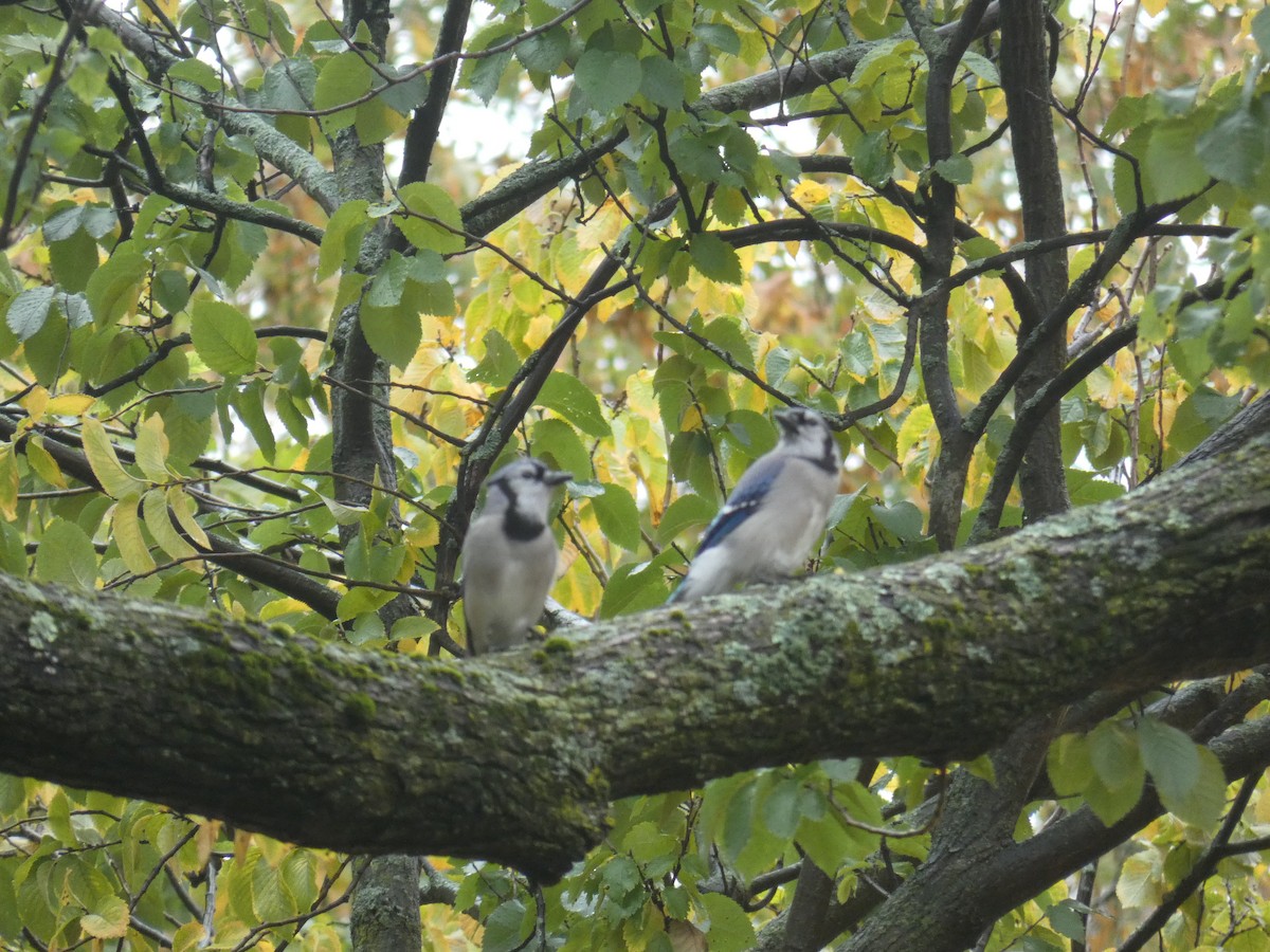 Blue Jay - ML646708665