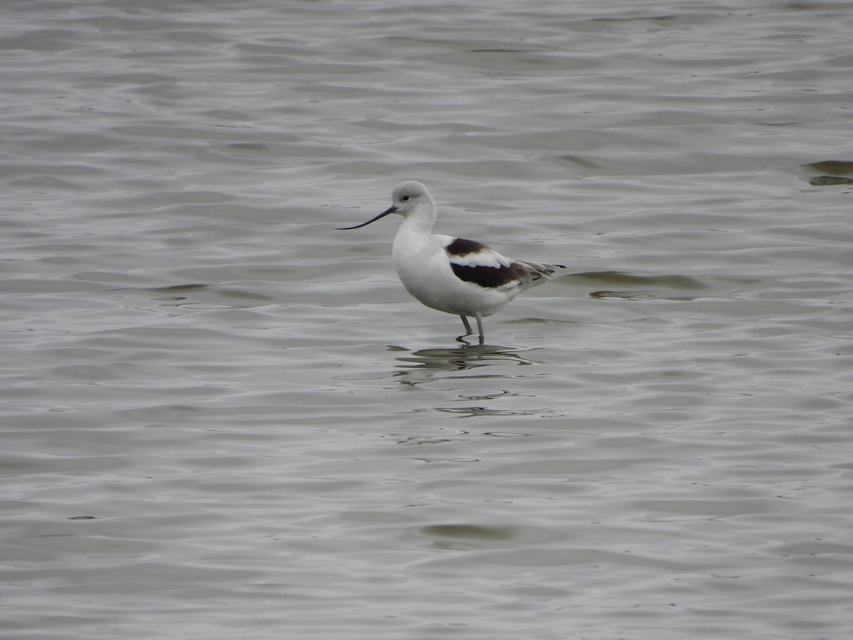 American Avocet - ML646708666