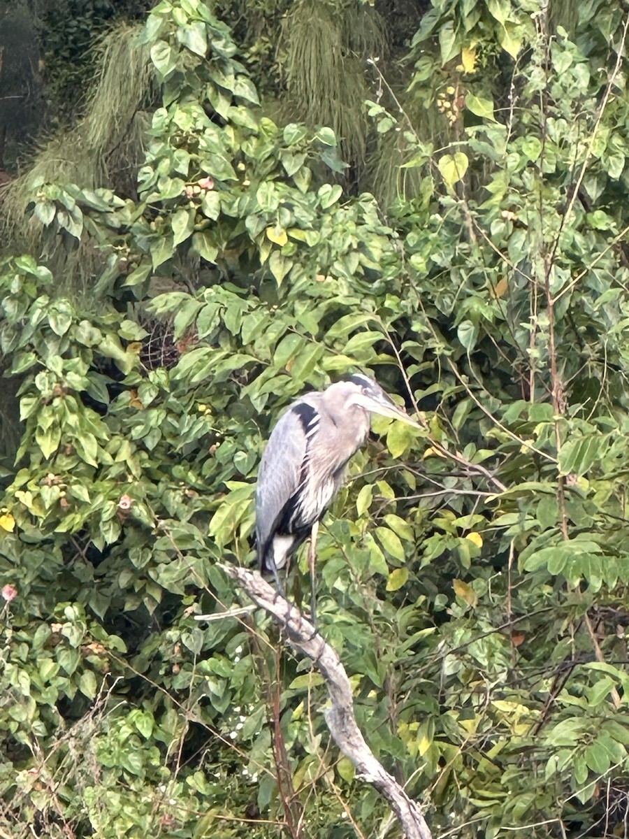 Чапля північна - ML646708667