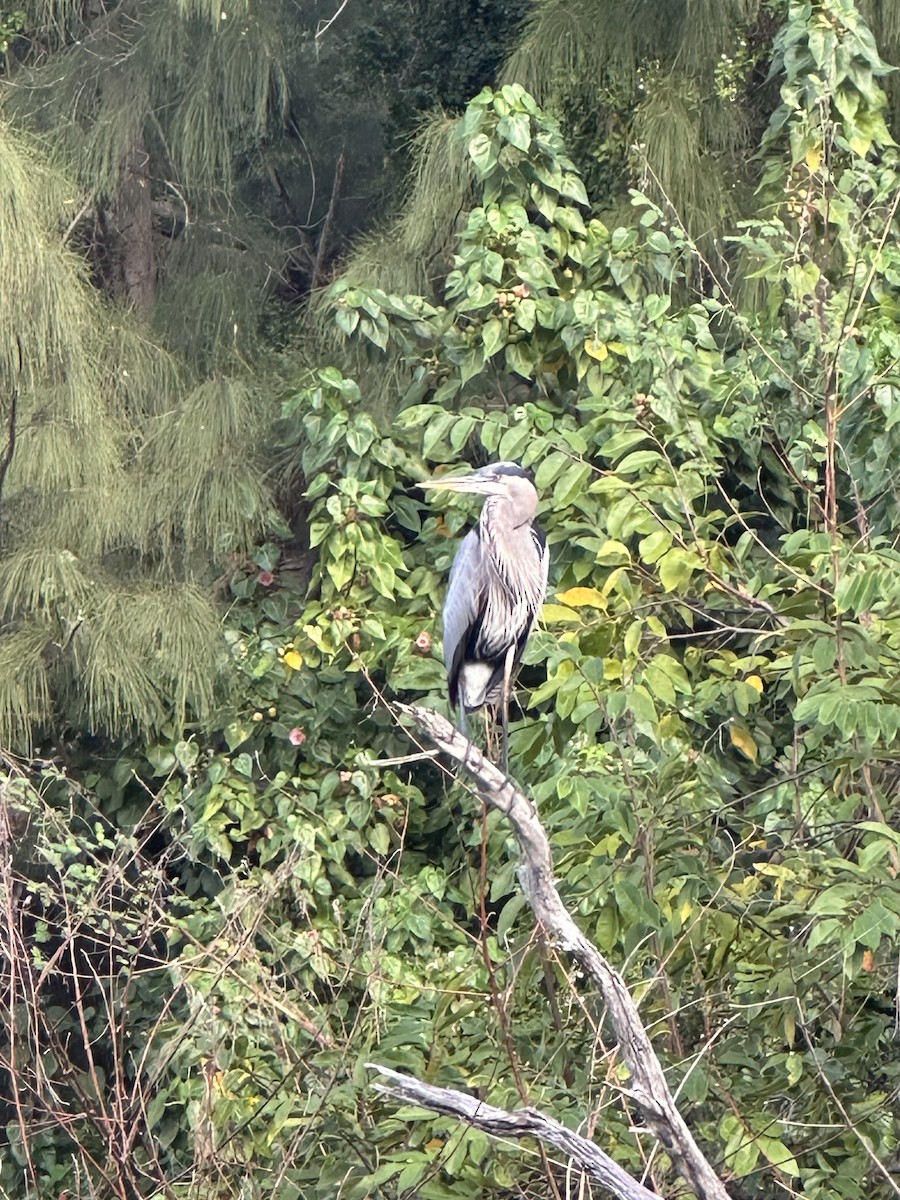 Чапля північна - ML646708668