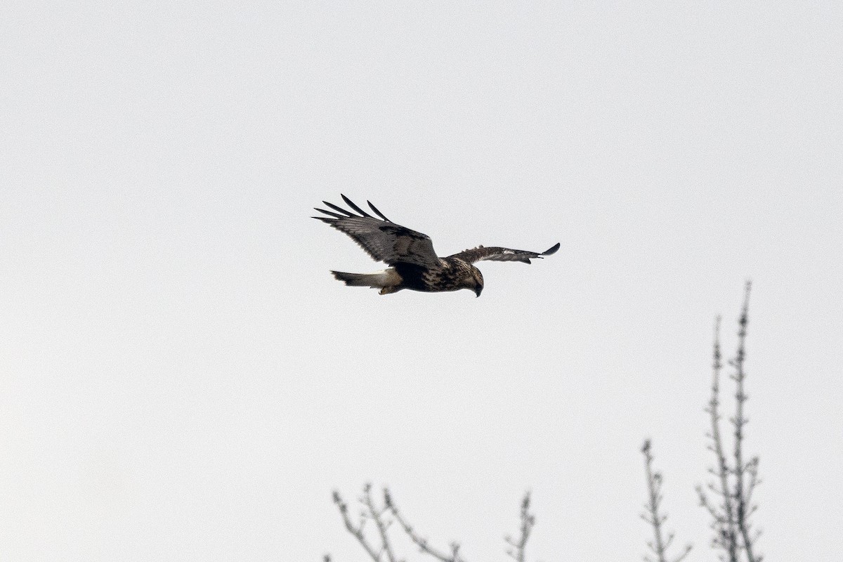 káně rousná - ML646708671