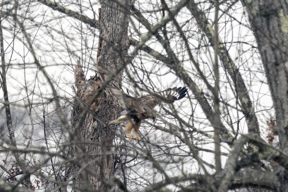 káně rousná - ML646708672