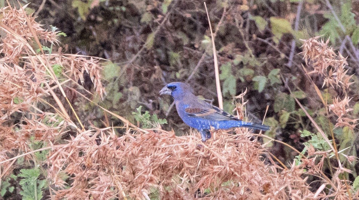 גבתאי כחול - ML646708673