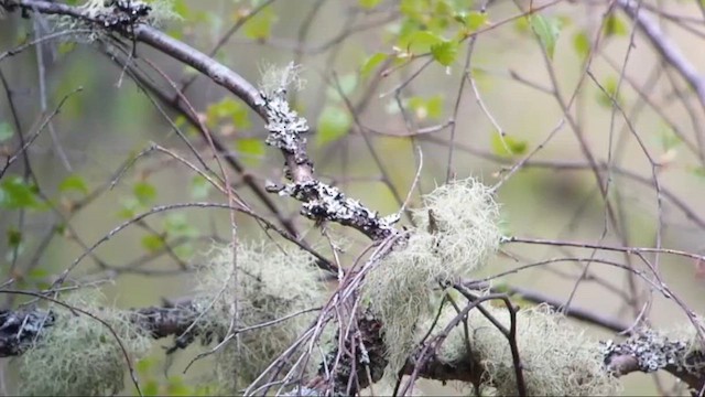 Wood Warbler - ML646708674