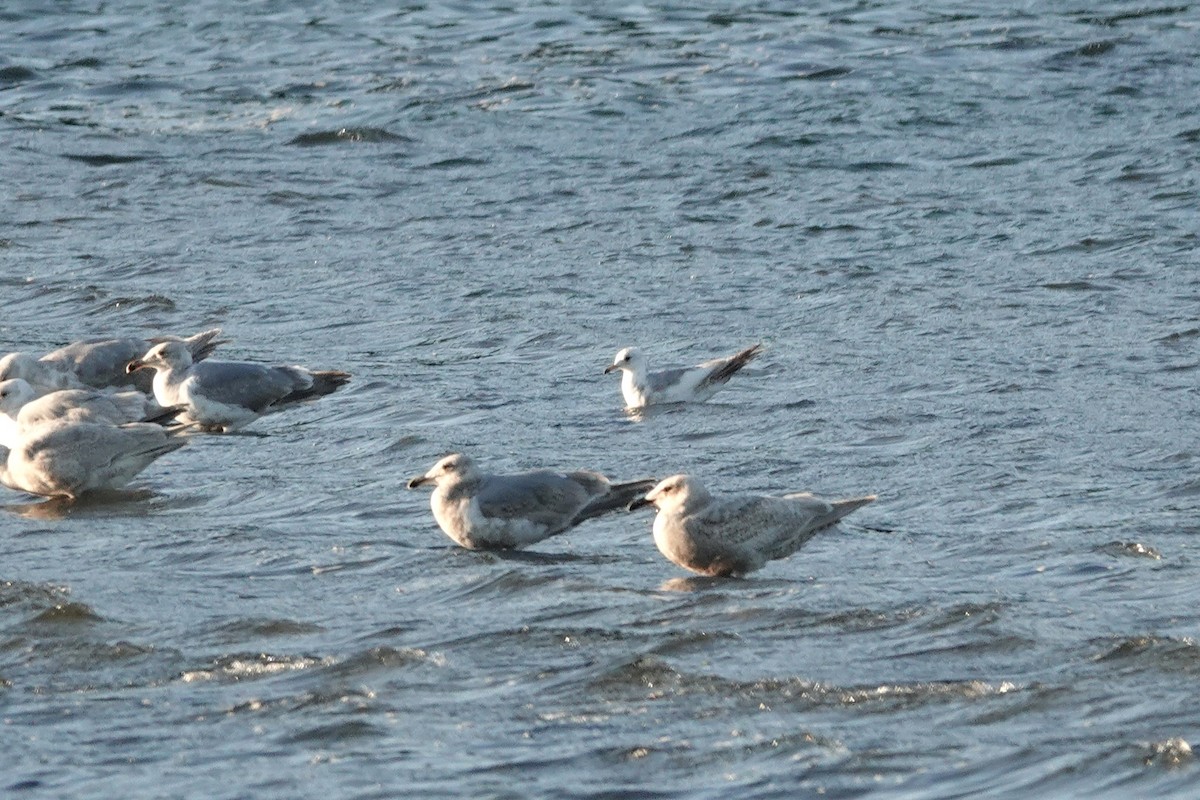 Short-billed Gull - ML646708675