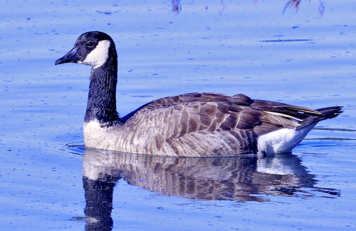Canada Goose - ML646708679
