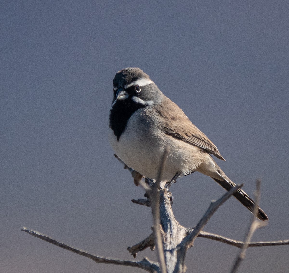 Black-throated Sparrow - ML646708680