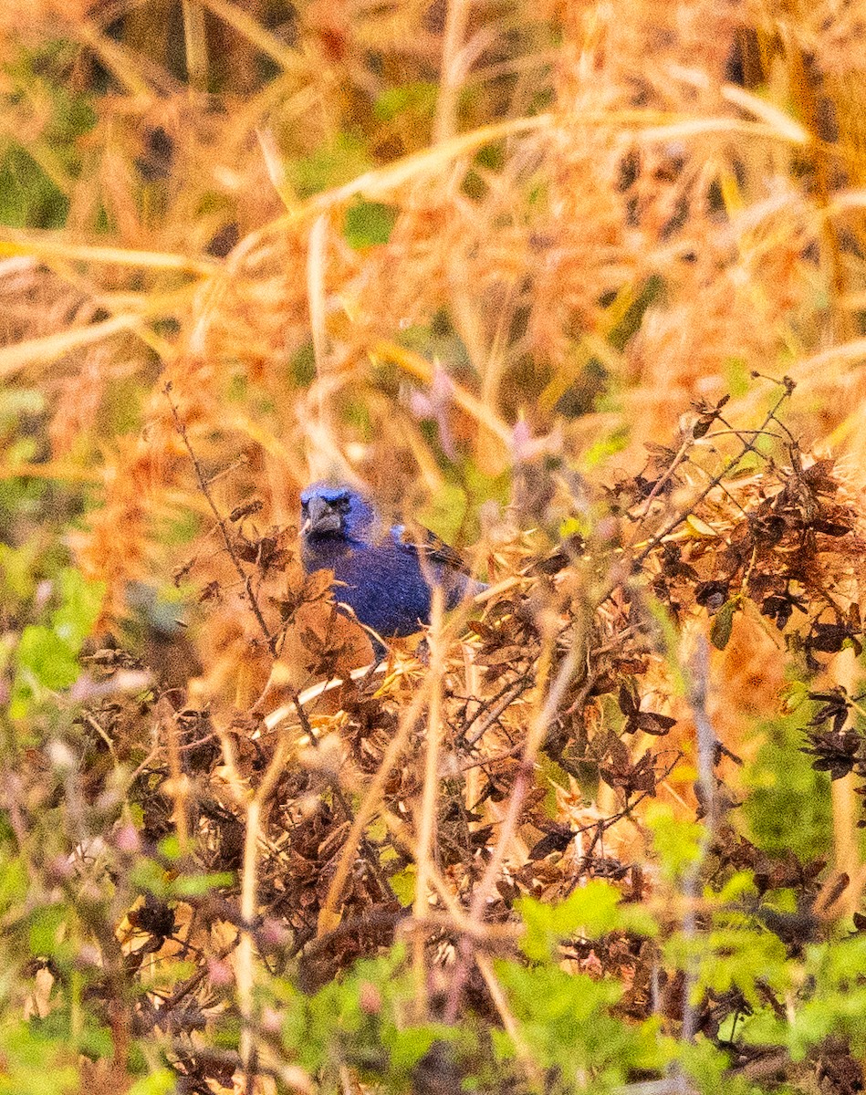 גבתאי כחול - ML646708683