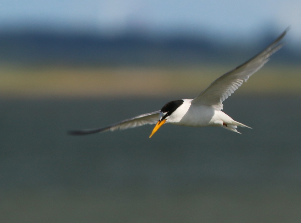 Little Tern - ML646708687